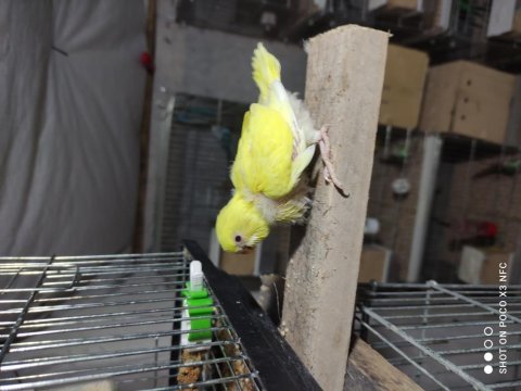 Rengarenk muhabbet kuşu yavrular rezerve yapılır
