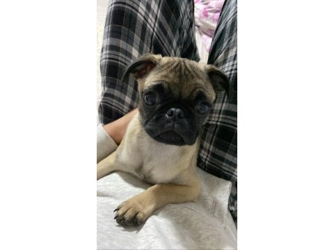 1.5 yaşında dişi pug 2 ay sonra eşleşebilir