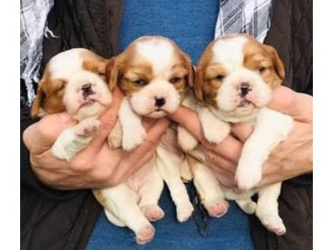 Morkie terrier yavrularımız ırk sağlık garantili