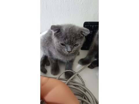 2 aylık erkek yavrularımız