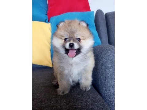 Bu pomeranian yavrular kaçmaz