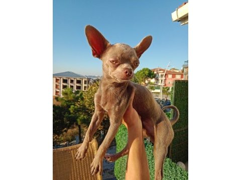 Islak burun mini şivava (chihuahua)
