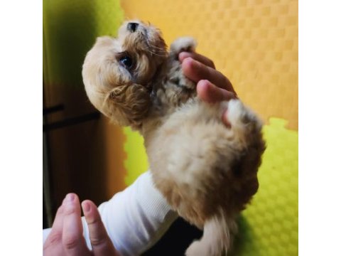 Oyuncu minik maltipoo