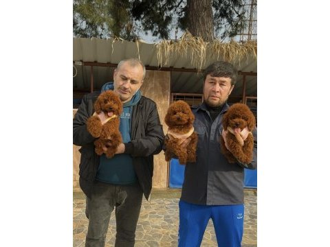 Toypoodle sevimli yavrular onaylı ruhsatlı çiftlik 
