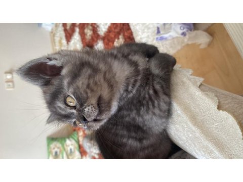 2 aylık son kalan british longhair yavrumuz