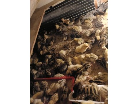 Günlük bıldırcın civcivi