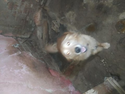Ücretsiz golden retriever