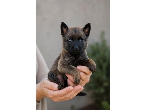 Saglam kan hattına sahip erkek dişi malinois yavrular 