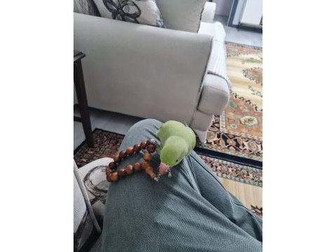 Eğitimli pakistan papağanı erkek
