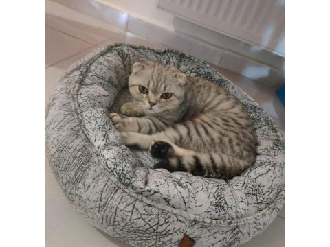 Scottish fold erkek kedimiz