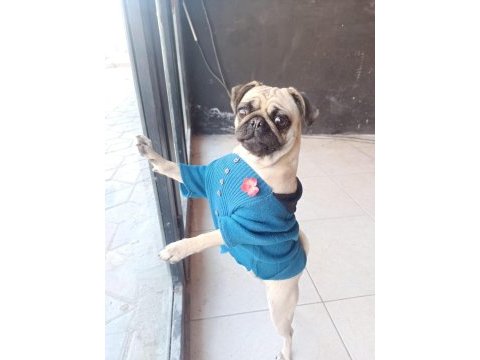 Orjinal sıfır burun gül kuyruk pug