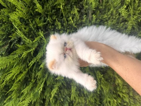Boncuk bebek kediler