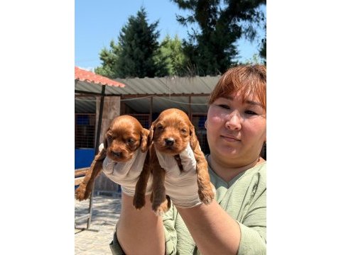Sevimli maltipoo yavrularımız
