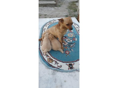 Minyatür pinscher