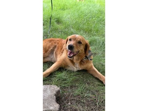 Golden retriever insan dostları