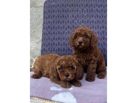 Toy poodle hazır bebekler