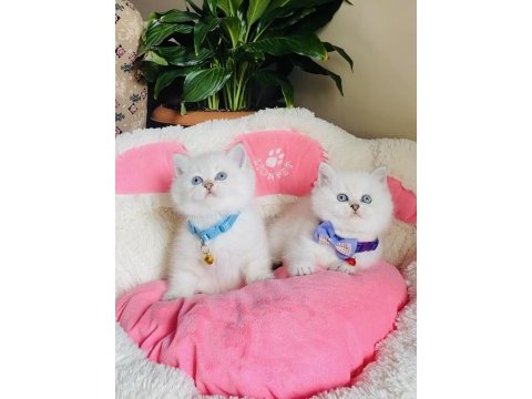 Maviş point british shorthair bebeğim 