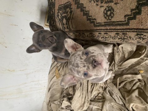 Blue tan ve lilac merle tan french bulldog