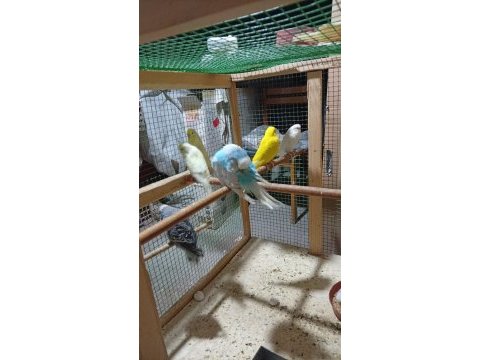 Garantili muhabbet kuşu temiz takımlar