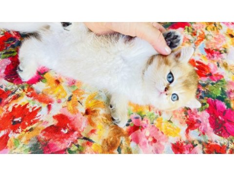 Nyv11 toparlak surat, mavi gözlü british shorthair