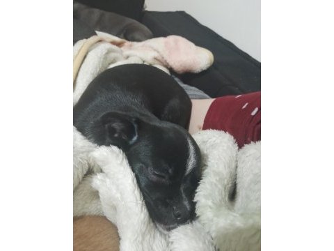 Şivava köpeğimiz 5 aylık dişi