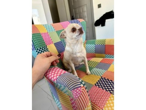 Eğitimli şecereli yetişkin chihuahualar