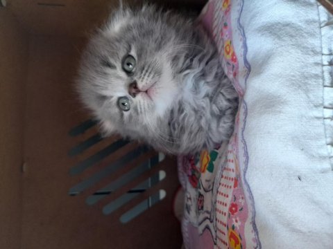 Dişi safkan scottish fold
