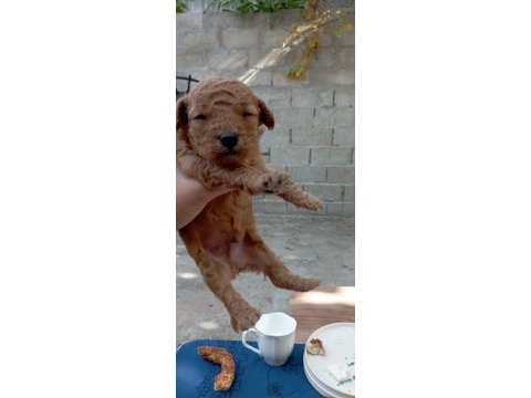 Toy poodle