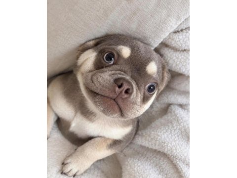 Oyuncu yavru french bulldog