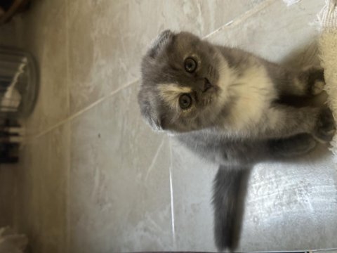 55 günlük scottish fold yavrularım