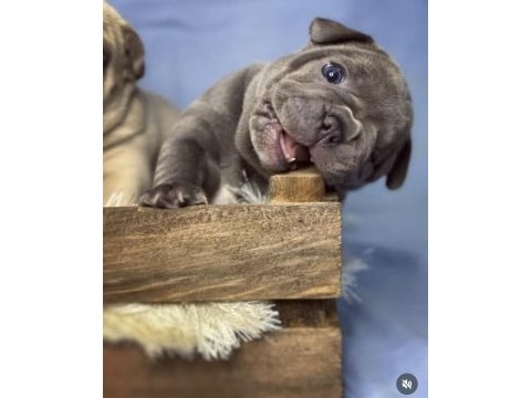 A kalite dişi french bulldog