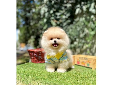 Pomeranian boo ultra mini ayi surat yavrular