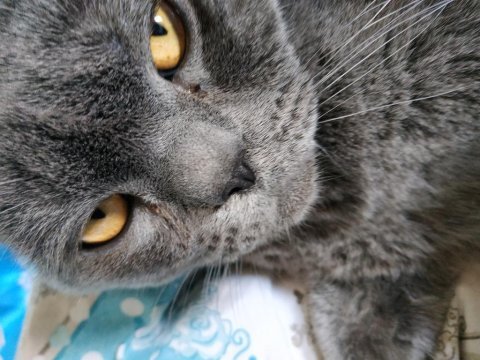 British shorthair 15 aylık ev kedimiz