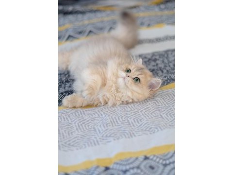 British longhair ay11 dişi