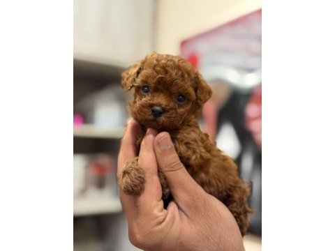 Show kalite miniboy poodle