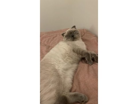 2 yaşında scottish fold
