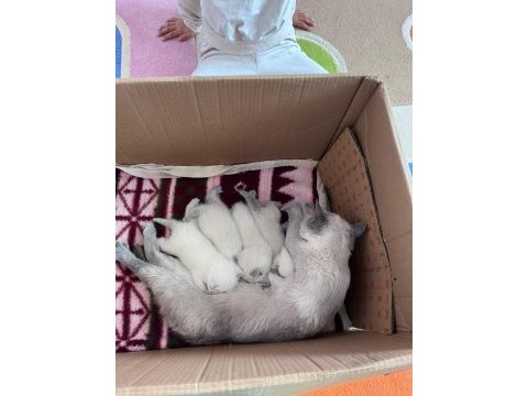 Pamuk ve çakırın evlatları kediler