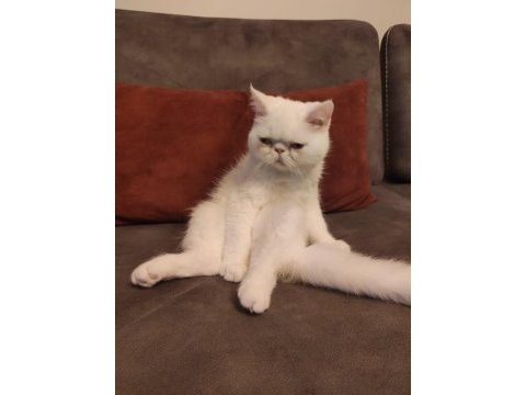 Kar beyazı exotic shorthair bebeğimiz