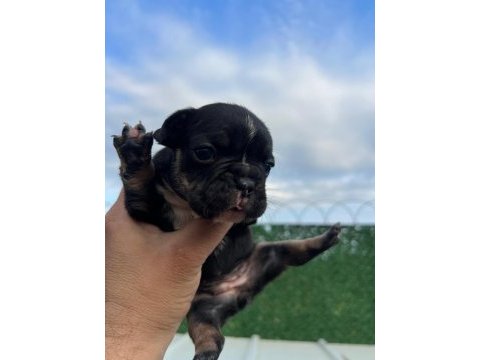 French bulldog yavrular hepsi nadir renk