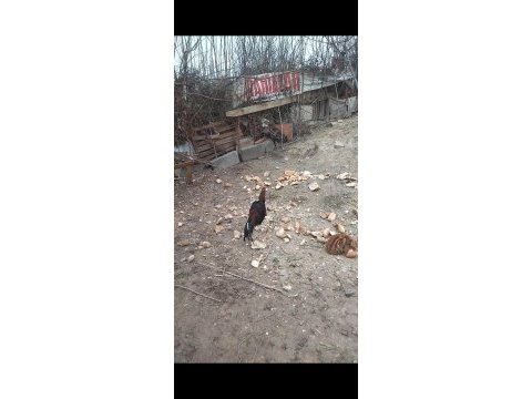 1 yaşında brezilya hint horozu