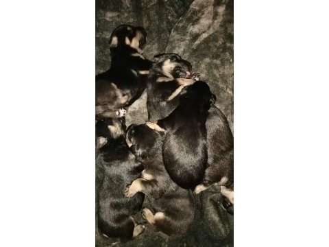 Rottweiler yavrularımız 2 günlük oldu