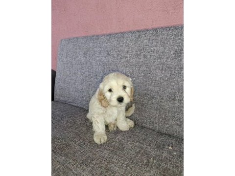 Toy poodle ve charles ten cavapoo
