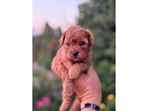 Kore kan kuyruksuz poodle erkek