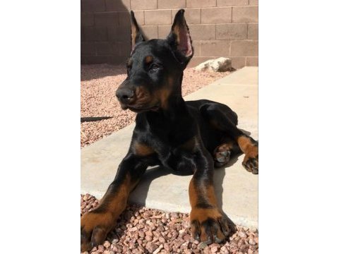 Fenasal estetikli doberman yavrular