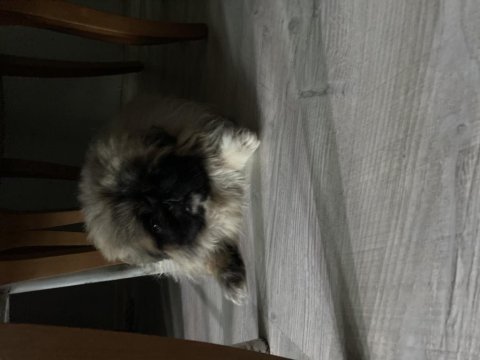 Erkek pekinez köpeği