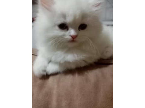 Iran kedileri 2 adet dişi