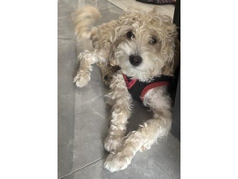 Dişi maltipoo çipli aşılı