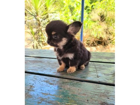 Teacup chihuahua dişi