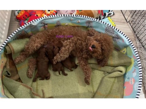 Dark red poodle yavrular
