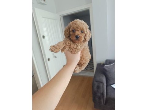 Dünya tatlısı poodle kaliteli bebekler